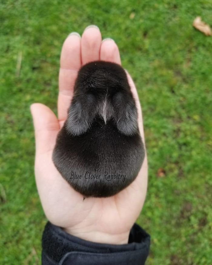 Baby-Rabbits-Palms-Blue-Clover-Rabbitry