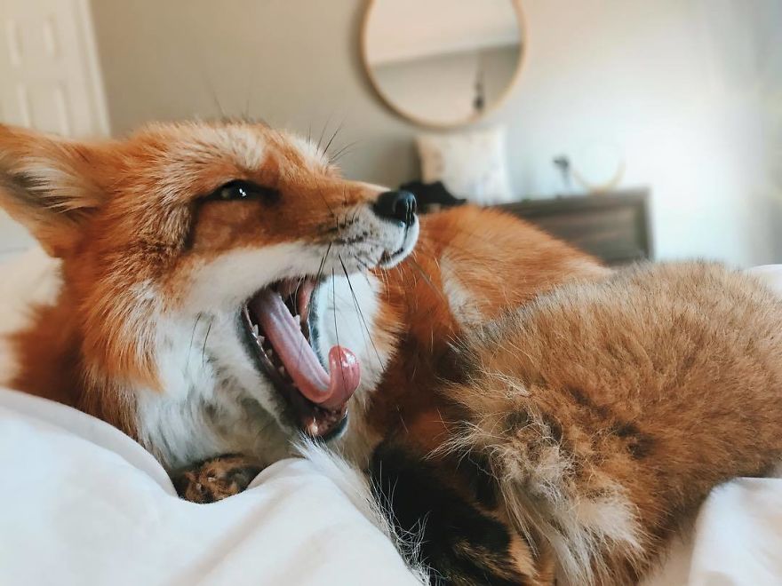 Here's What It's Like To Live With Juniper The World's Happiest Fox