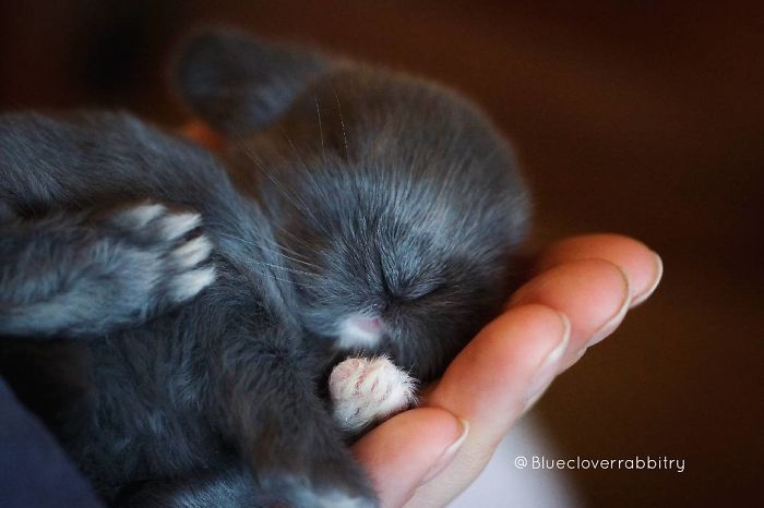 Baby-Rabbits-Palms-Blue-Clover-Rabbitry