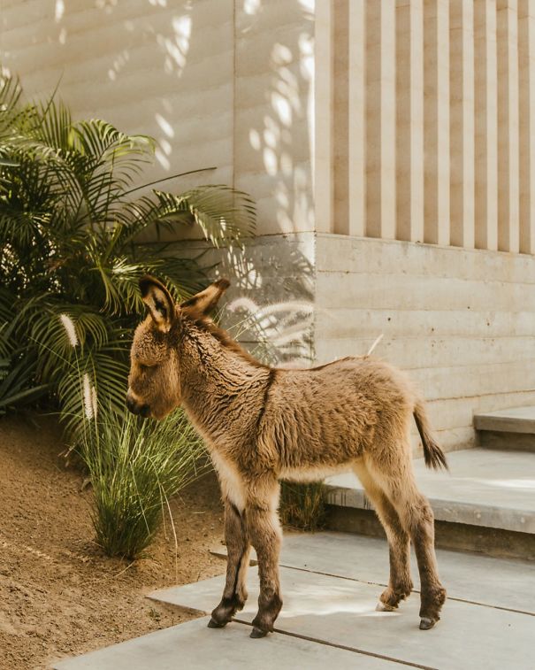 We Have A Beautiful Baby Donkey, Burrito