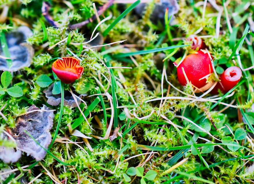 I Take Pictures Of Funky Fungi I Take Pictures Of Funky Fungi