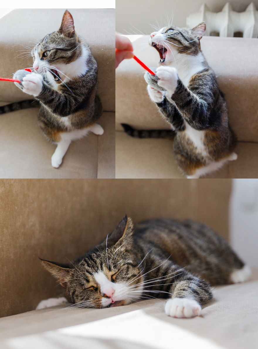 My Favourite Photos With Bobo And Nikita Cats Which I Took In Last Two Years