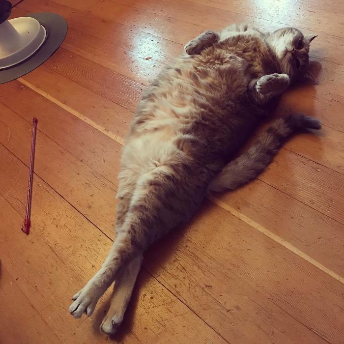 Twitter Users Have Started A New Trend- Take Pictures Of Your Cats Stretched