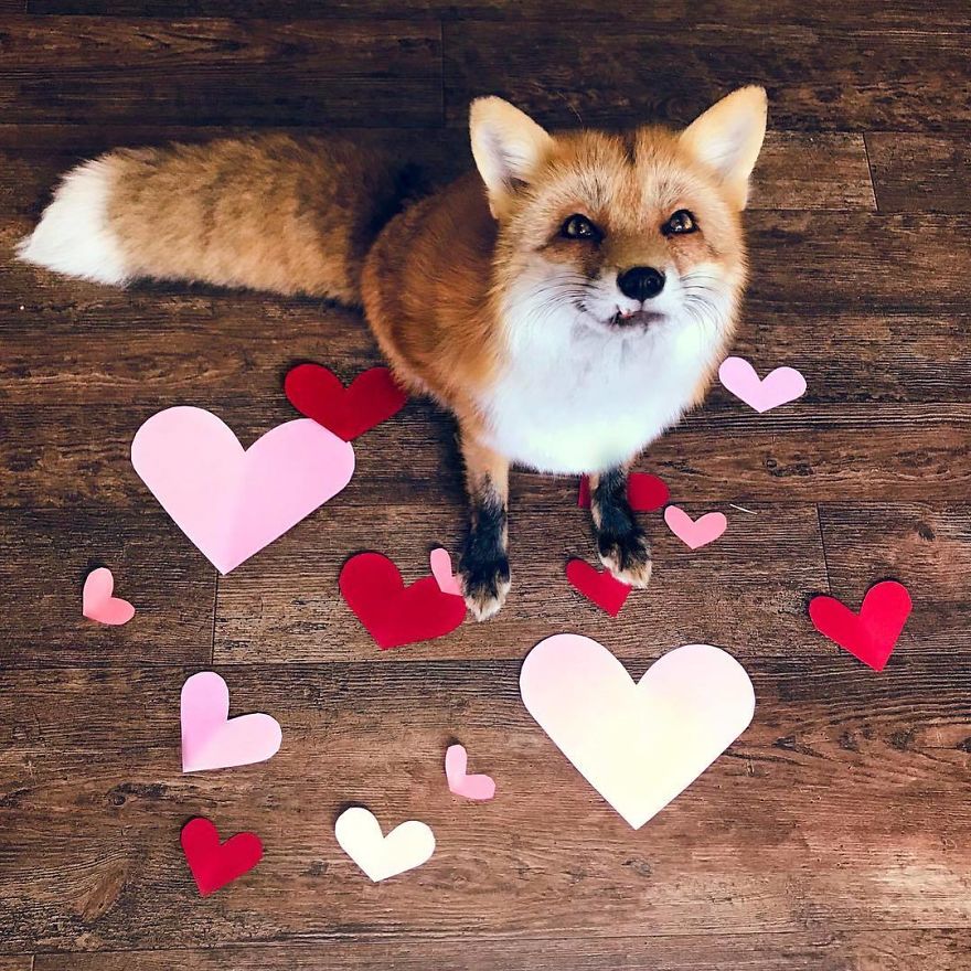 Here's What It's Like To Live With Juniper The World's Happiest Fox