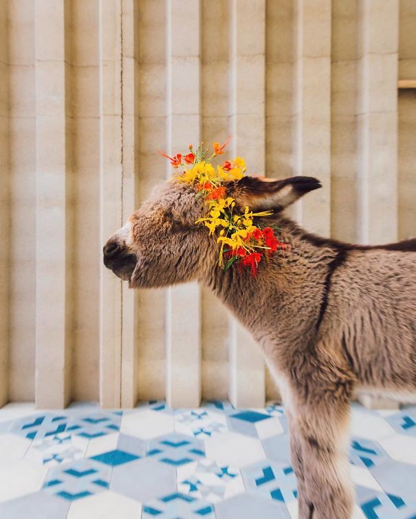 The Most Kissable Baby Donkey, Burrito