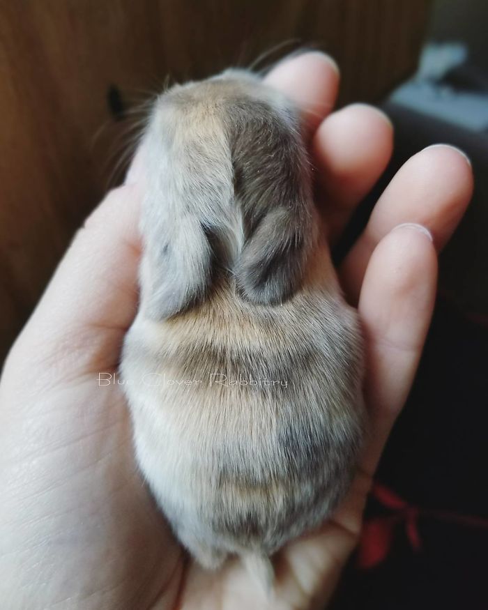 Baby-Rabbits-Palms-Blue-Clover-Rabbitry