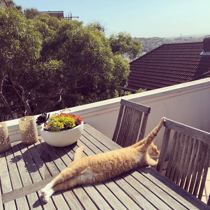 Twitter Users Have Started A New Trend- Take Pictures Of Your Cats Stretched