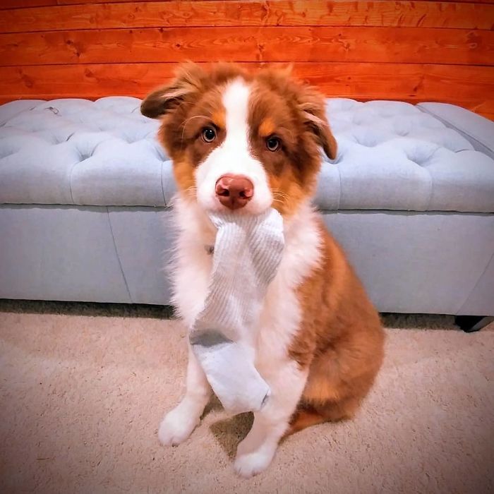 No, I Have Not Seen Your Other Sock. Why?