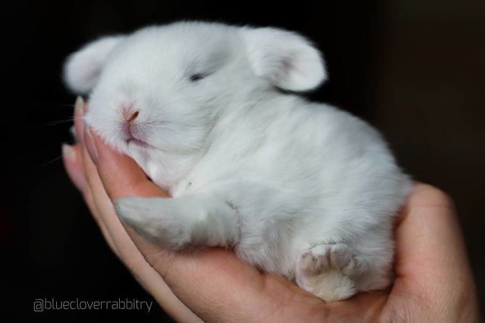 Baby-Rabbits-Palms-Blue-Clover-Rabbitry