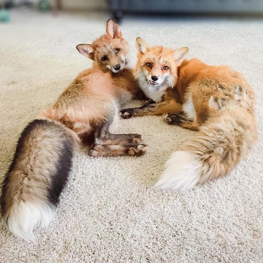 Here's What It's Like To Live With Juniper The World's Happiest Fox