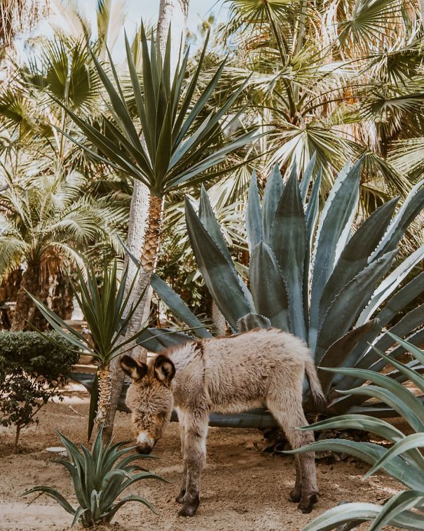 Playing Hide And Seek With Burrito