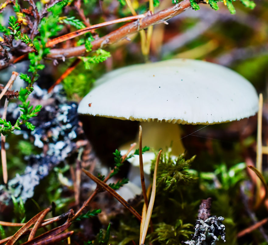 I Take Pictures Of Funky Fungi I Take Pictures Of Funky Fungi