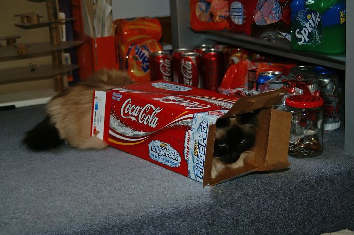 He Used To Fit Completely When He Was A Kitten