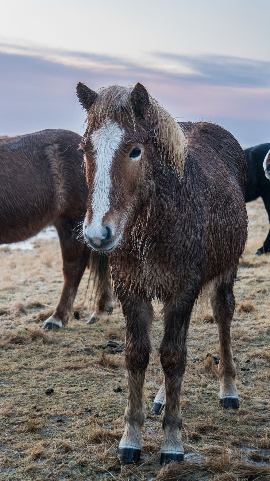 Icelandic Horses