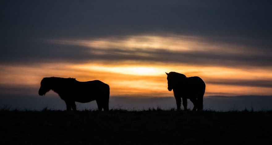 Horse Silhouettes