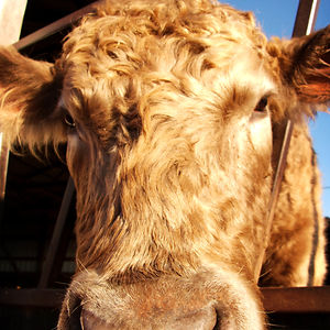 staceygluchman avatar