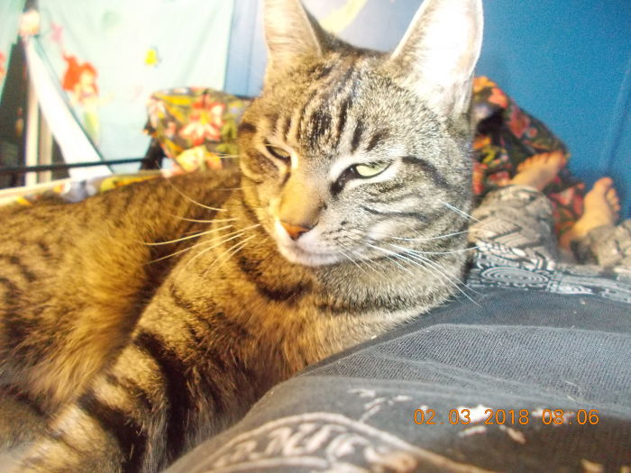 Mittens, I Thought I Told You To Stay Out Of The Catmint!!!!