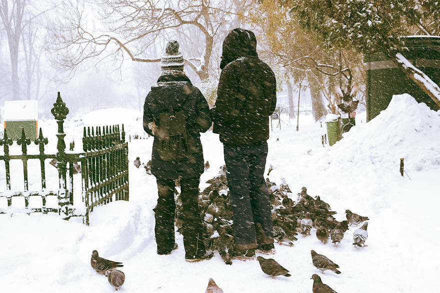 Pigeons Gathering Up For Bread Crumbs