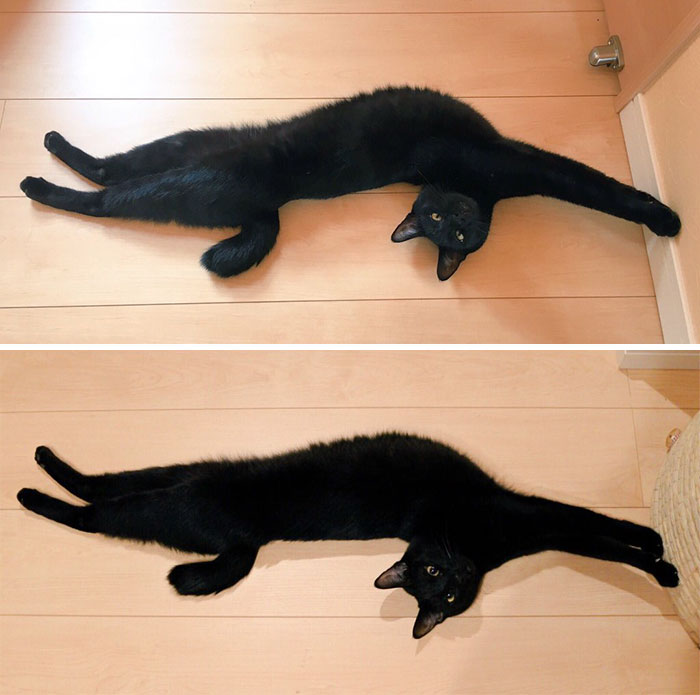 Stretched Cats