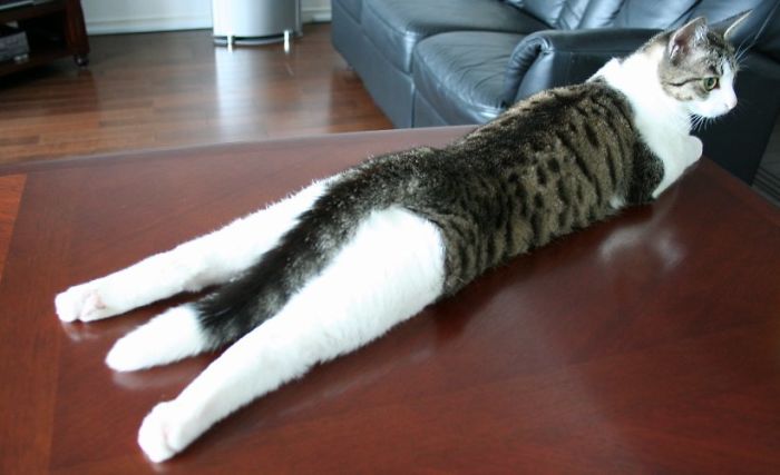 Stretched Cats