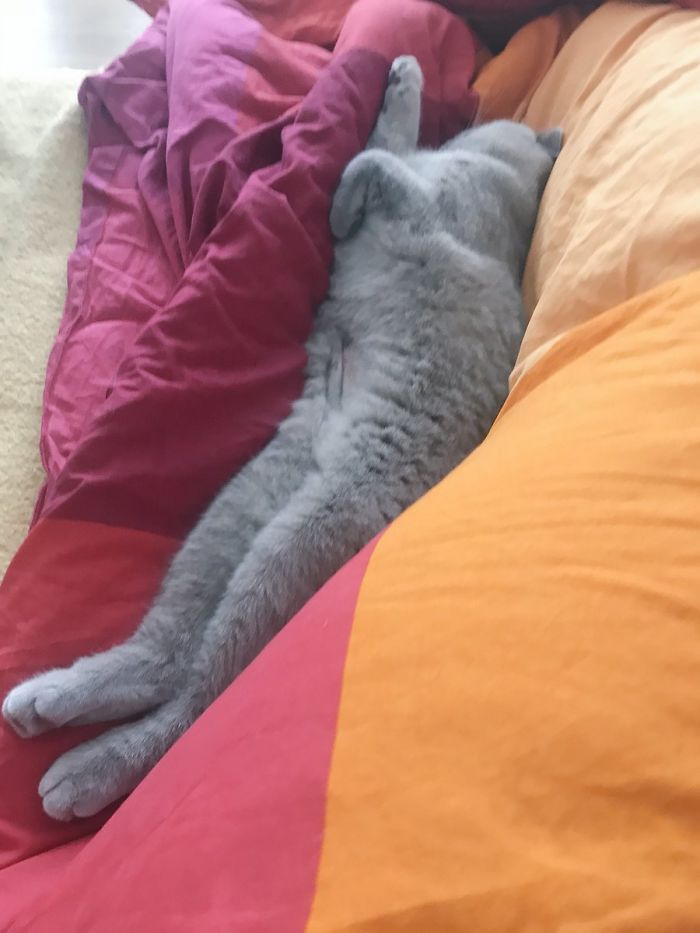 Twitter Users Have Started A New Trend- Take Pictures Of Your Cats Stretched
