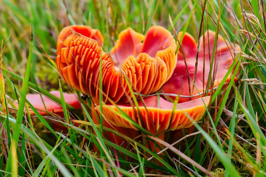 I Take Pictures Of Funky Fungi I Take Pictures Of Funky Fungi