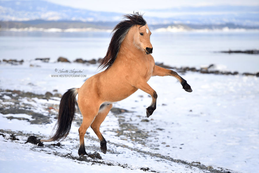 If Disney's Spirit: Stallion Of The Cimarron Moved To Norway