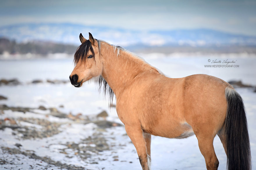 If Disney's Spirit: Stallion Of The Cimarron Moved To Norway