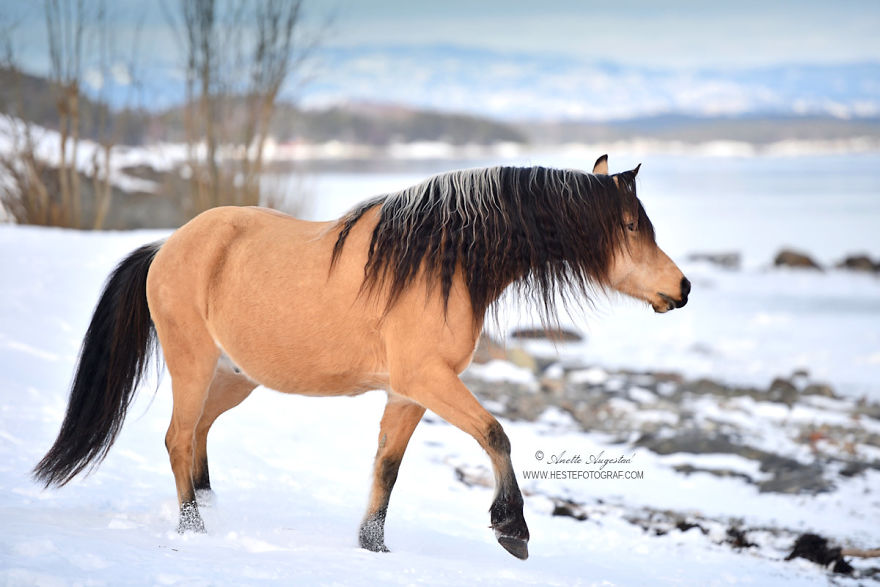 If Disney's Spirit: Stallion Of The Cimarron Moved To Norway