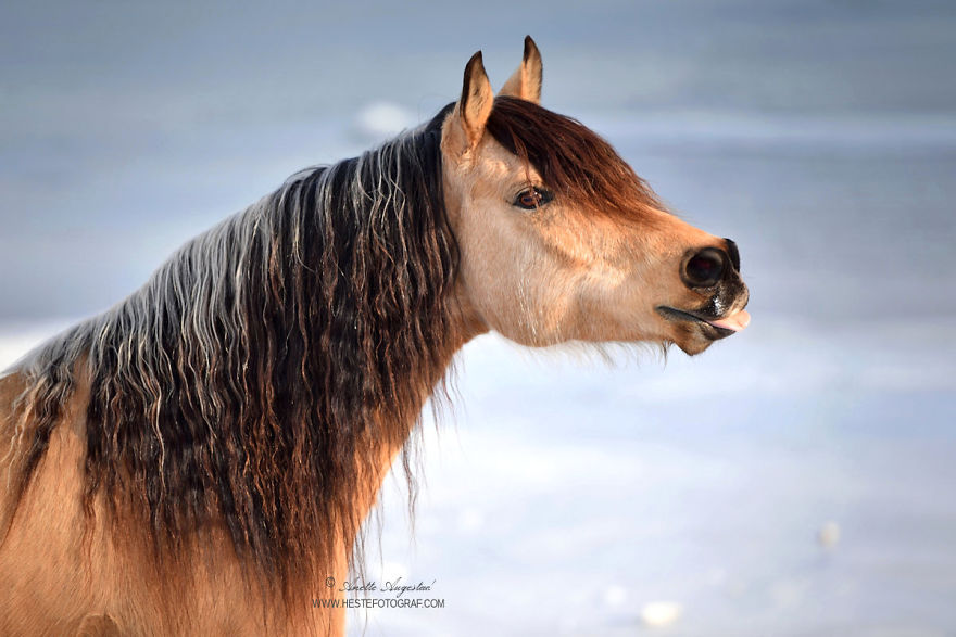 If Disney's Spirit: Stallion Of The Cimarron Moved To Norway