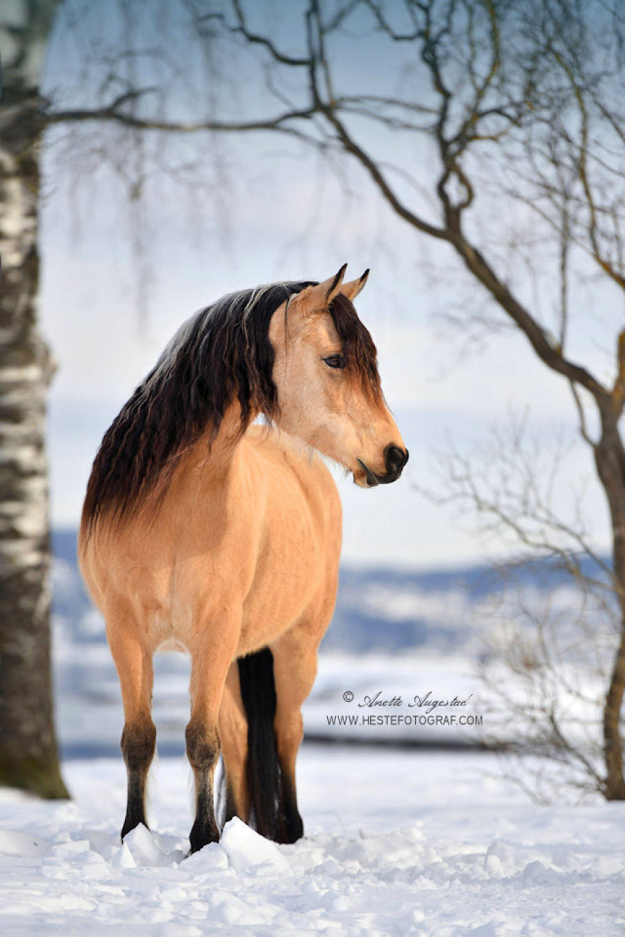 If Disney's Spirit: Stallion Of The Cimarron Moved To Norway