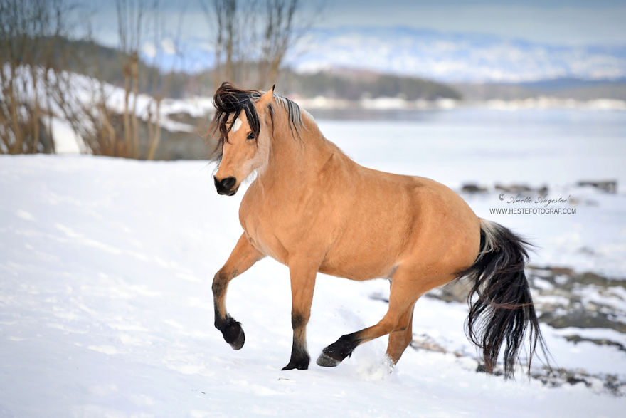 If Disney's Spirit: Stallion Of The Cimarron Moved To Norway