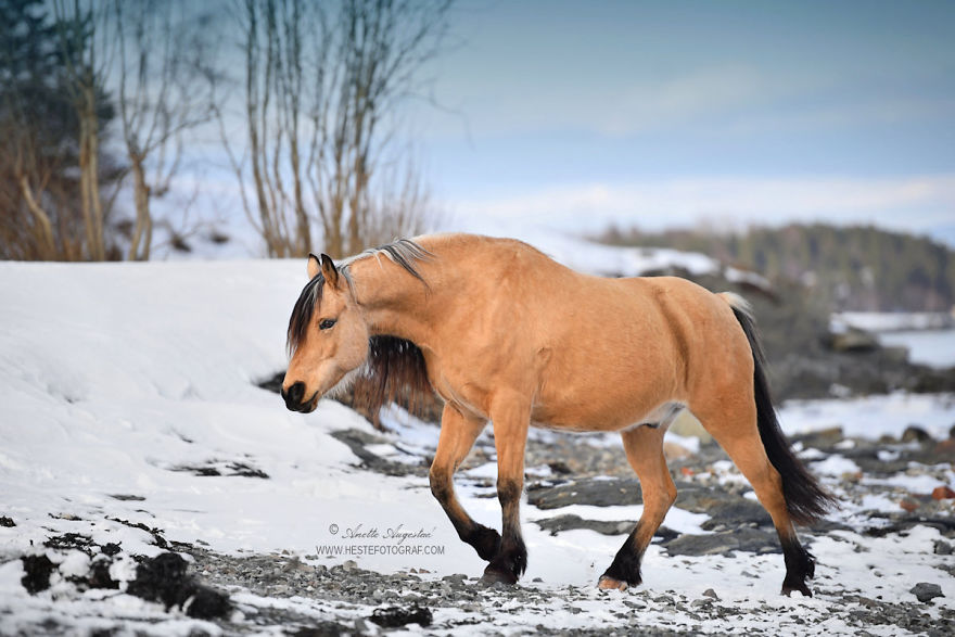 If Disney's Spirit: Stallion Of The Cimarron Moved To Norway