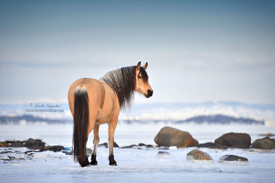If Disney's Spirit: Stallion Of The Cimarron Moved To Norway