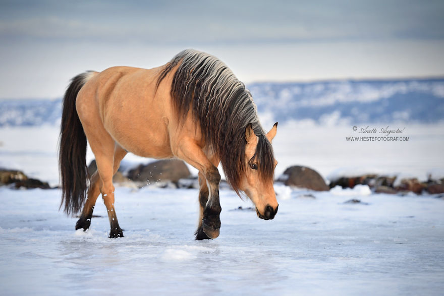 If Disney's Spirit: Stallion Of The Cimarron Moved To Norway