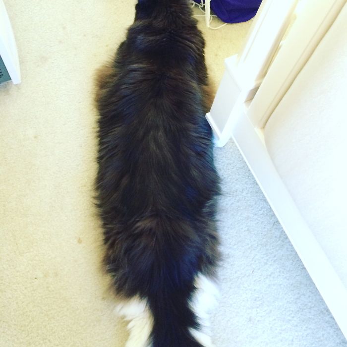 Orca, Maine Coon Extended Cab Model.