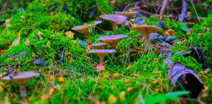 I Take Pictures Of Funky Fungi I Take Pictures Of Funky Fungi