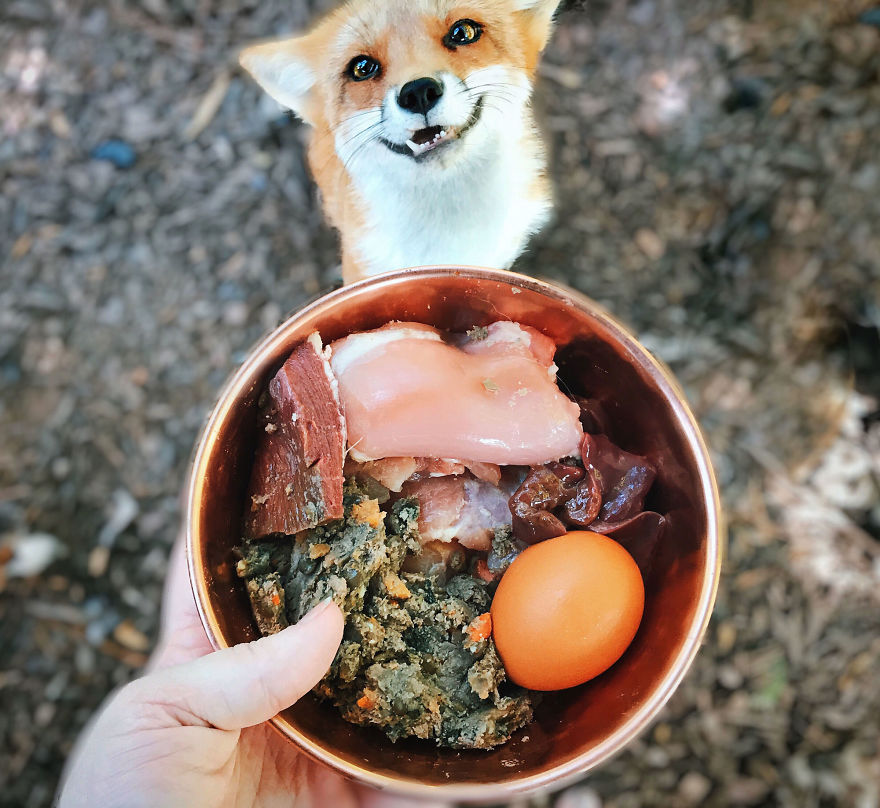 Here's What It's Like To Live With Juniper The World's Happiest Fox