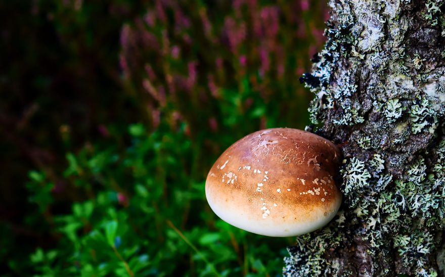 I Take Pictures Of Funky Fungi