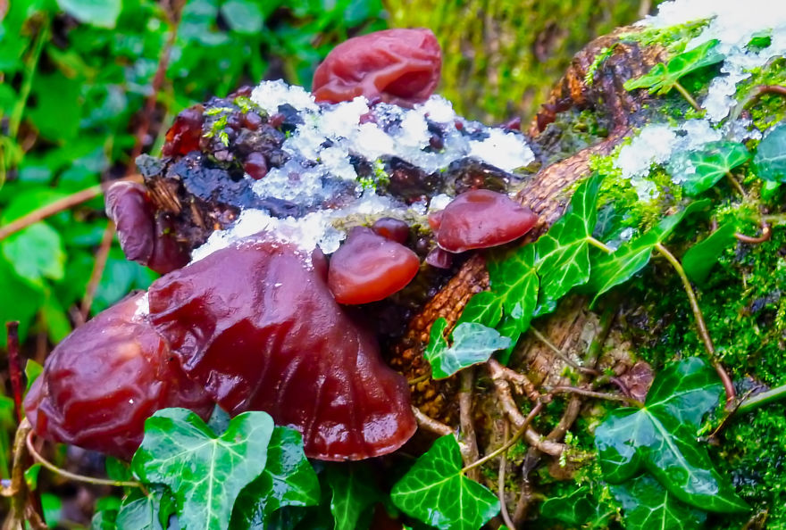 I Take Pictures Of Funky Fungi I Take Pictures Of Funky Fungi