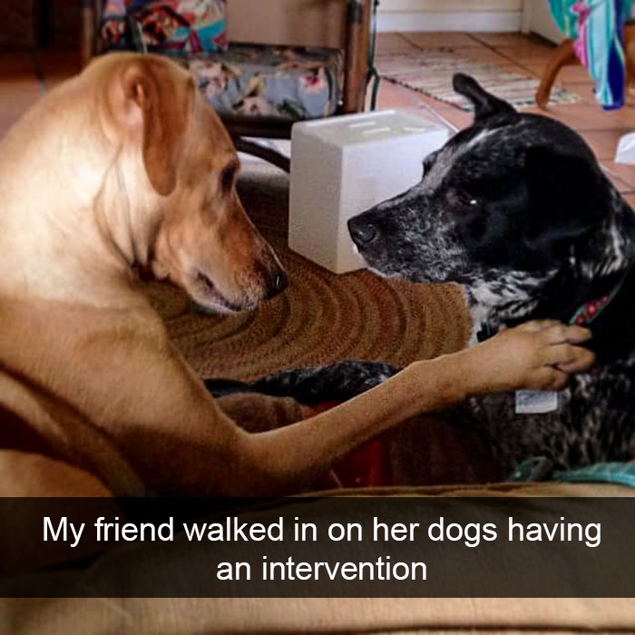 Funny-Dogs-Photos-Snapchats