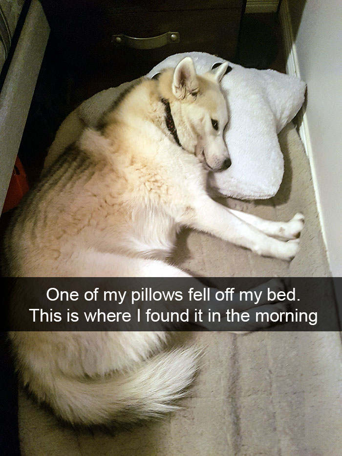 Funny-Dogs-Photos-Snapchats