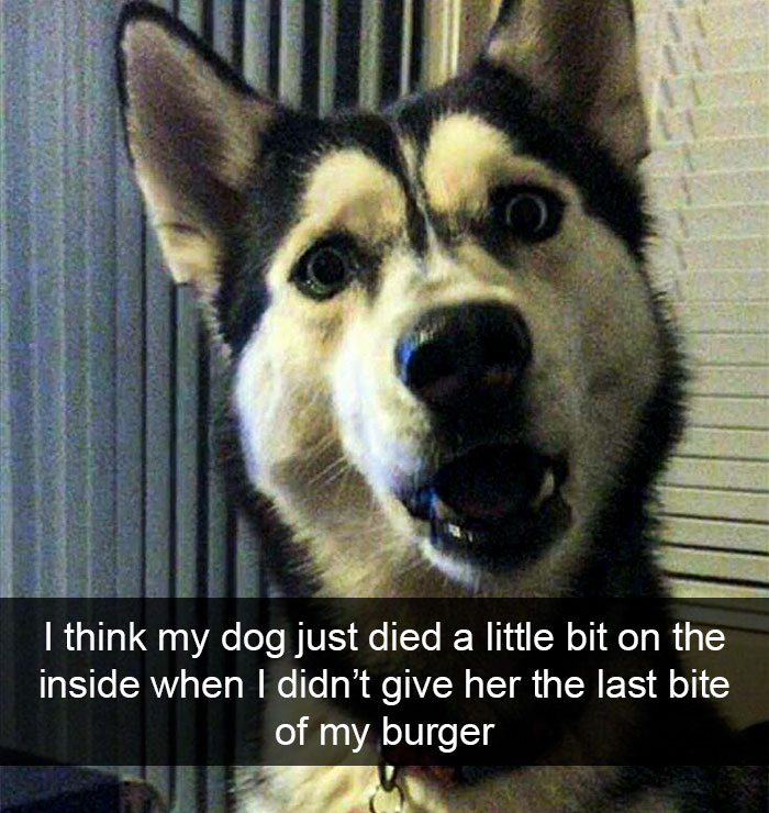 Funny-Dogs-Photos-Snapchats