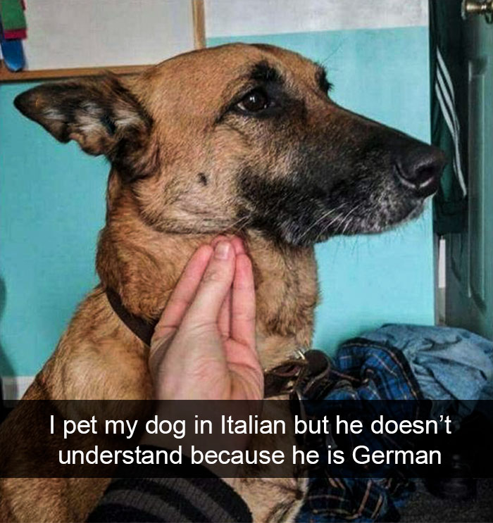 Funny-Dogs-Photos-Snapchats