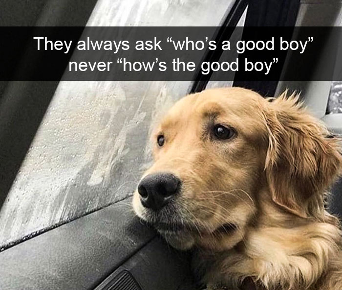 Funny-Dogs-Photos-Snapchats