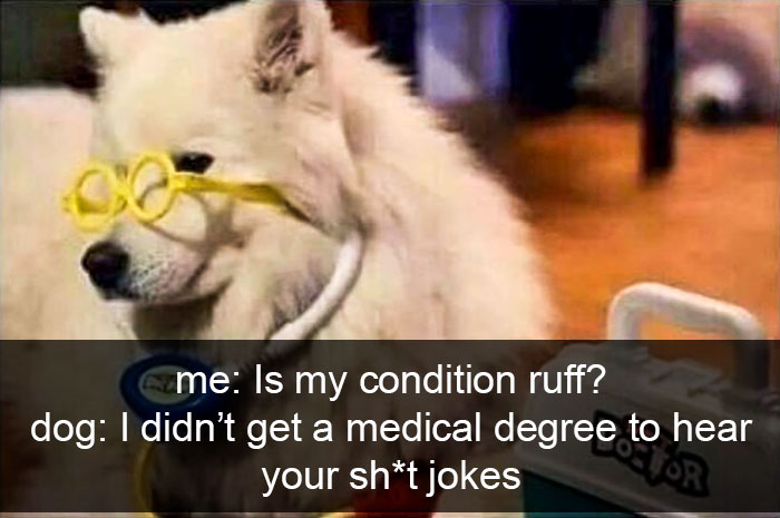 Funny-Dogs-Photos-Snapchats