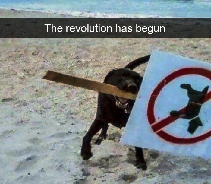 Funny-Dogs-Photos-Snapchats