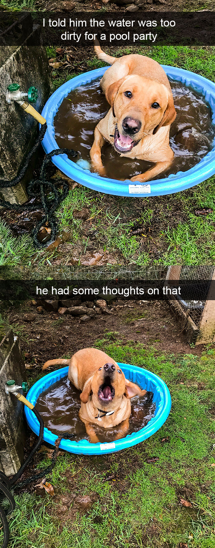 Funny-Dogs-Photos-Snapchats
