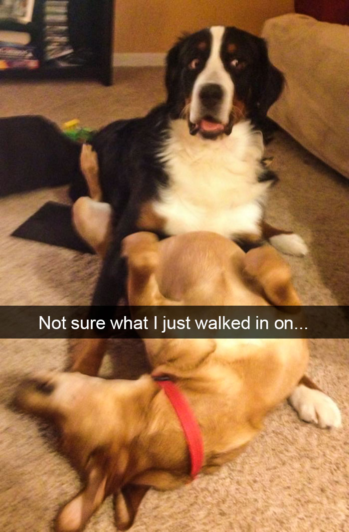 Funny-Dogs-Photos-Snapchats