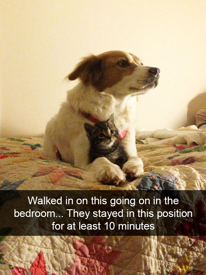 Funny-Dogs-Photos-Snapchats